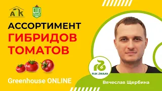 Ассортимент гибридов томатов Рийк Цваан. Вячеслав Щербина