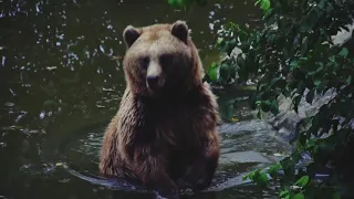 Чудеса природы! Бурый медведь в 4к изображении!!!