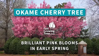 Okame Cherry Tree | Pink Blossoms from the Cherry Blossom Festival