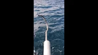 Hilarious Interaction Between Aussie Fishermen And A Great White Shark