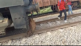 Animals Hit by Train So Hard || Compilation video