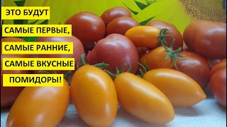 Огород. Посев томатов для теплицы будет 25 января. Для суперраннего урожая томатов!