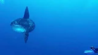 Mola Mola (Ocean Sunfish) at Crystal Point, Nusa Dua, Bali