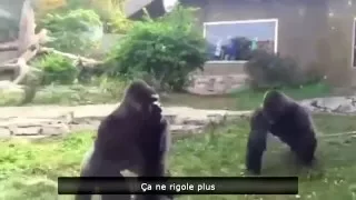 ► Violent combat de gorilles dans un zoo !