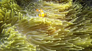 Mergulho na Grande Barreira de Corais da Austrália
