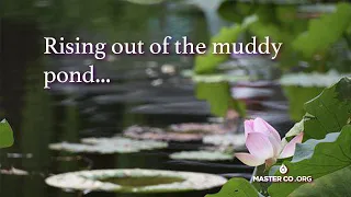 Rising Out of the Muddy Pond...