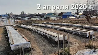 Мой виноград. Алтай г. Барнаул. 2 апреля 2020г
