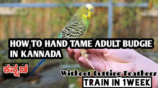 How to hand tamebudgies,Love Birds,Cocktail,Birds Quickly in kannada/Nature Relaxing Zone