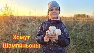 Хомут шампиньоны