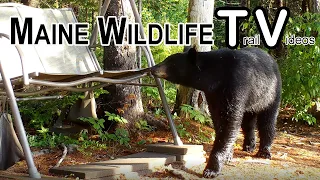 Black Bear | Newborn Fawn | Bucks with Velvet Antlers | Deer | Trail Cam |Maine Wildlife Trail Video