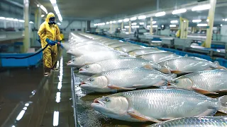 This is Why Platinum Arowana is So Expensive - Modern Fish Processing