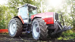 Massey Ferguson 3680 in the field chopping corn w/ Taarup 605B - Mais Silage 2021, Maisernte, Maize