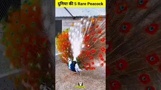 दुनिया की 5 Rare Peacock | 5 Beautiful Peacock Breed #shorts #peacock #youtubeshorts