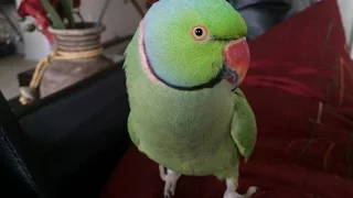 Coco the Talking Indian Ringneck Parakeet (Parrot) Talking, Kissing and being Cute