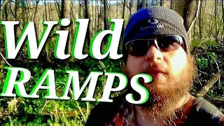 RAMPS Harvest And Processing | WILD LEEKS, Wild Onions, Edible Plants