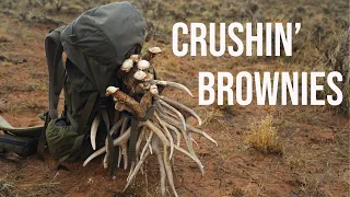 Crushin' Brownies - Mule Deer Sheds