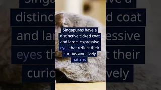 🐾🐆 The Singapura: Exploring the World's Smallest Cat Breed