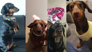 Funniest moment of mini Dachshund dogs cute videos compilation 2021 | Try Not To laugh Doxie videos