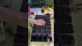 Step-by-Step Guide: How to Propagate Roses from Cuttings using Bootstrap Farmer's 2.5" Pots!