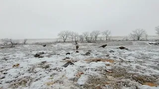 Pheasants feeding in the Frost