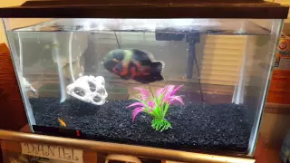 Tiger oscar eats 12 goldfish in 40 sec!(Disclaimer: Read The Description!)