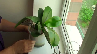 ОРХИДЕЯ ОТЦВЕЛА что делать с ЦВЕТОНОСАМИ, черенкую орхидею 2 цветоносами