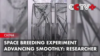 Space Breeding Experiment Advancing Smoothly: Researcher