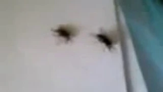 Two fly's mating