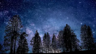 Forest at Night - Relaxing Forest Sounds - Owl Sounds