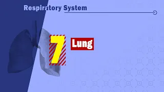 07. Lung