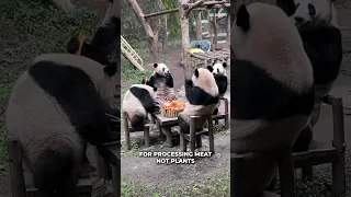 Why Pandas Dont Eat Meat?