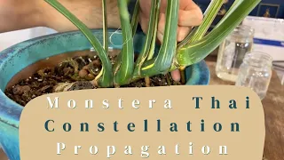 PROPAGATING Monstera 'Thai Constellation' 🪴