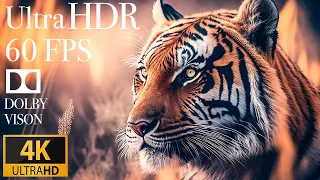 4K HDR 120fps Dolby Vision with Animal Sounds (Colorfully Dynamic) #50