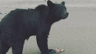 С медведем шутки плохи. Особенно, когда тот ест.