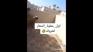 حدث صادم خروف العيد قفز عن سطح المبنى