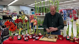 Waxed Amaryllis bulbs, what to do after blooming