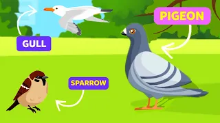 Birds of the city vocabulary for kids - Educational Videos For Kids 0+