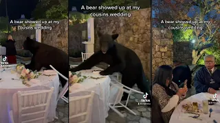 Bear crashes wedding reception in Mexico, unfazed guest continues eating dinner