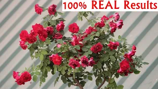 SECRET Recipe To GET TONS of Flowers On Hybrid Roses!