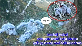 sadistic!!! it happened again, the eldest brother attacked the weakest sister, the goshawk family