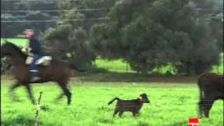 Ganadería de "LAGUNAJANDA"