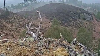 On Dawn Chorus Day, a sweet little songbird sings on Loch Arkaig Osprey Nest One 5 May 2024 (zoom)