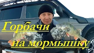 Килограммовые горбачи на мормышку.Поехали за щукой, а наловили крупных горбачей,