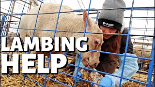 WHEN DO I HELP A EWE IN LABOUR? (DAY 13):  Vlog 275