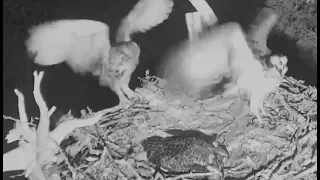 170721 Audubon Hog Island Osprey - Osprey Mother vs GHO