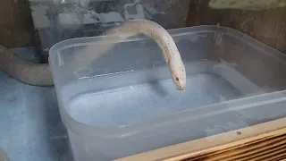 蛇の水飲み