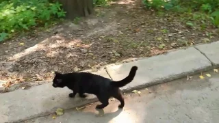 СМЕШНЫЕ КОТЫ: Кот, который гулял сам по себе