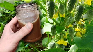 I watered the cucumbers with this and 50 buckets of cucumbers grew overnight!