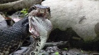 Cottonmouth vs Rattlesnake 03 - Cottonmouth Kills & Eats Rattlesnake