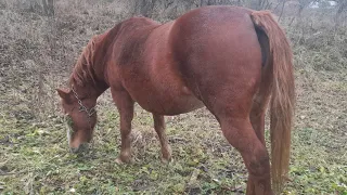 Кобилки на продажу(Продані) 🐴прогулка коней 🐎💥Коні ваговози.💫 Тернопільщини Коні в Україні 🇺🇦🇺🇦🇺🇦